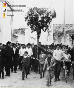 l'albero di terrasini: foto Minnella