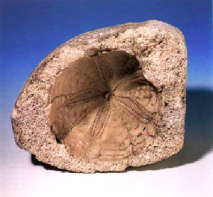 Fossile di echinoderma (Pleistocene inf.)