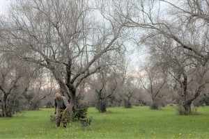 The olive trees of Puglia in the time of Xylella