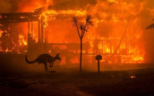 kangaroo-rushing-past-a-burning-house-in-the-popular-tourist-area-of-lake-conjola-nsw-australia-matthew-abbottwwf-australiapanos