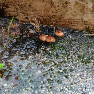 4-g_sabato-palermo-funghi