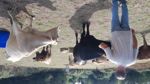Jean-Charles Adami e i suoi bovini, agosto 2018 (ph. Flavio Lorenzoni)