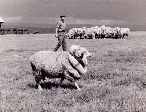 Naivasha, contea di Nakuru, Kenya 1962. Fausto Adriani mentre accudisce le pecore del marchese Bisleti (ph archivio B. Adriani). 