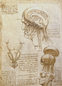 Leonardo da Vinci, Studi del cranio e del cervello (foglio di Weimar), Schlossmuseum, Weimar