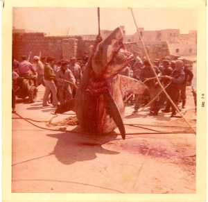 Squalo bianco ammagliato nella rete della tonnara di Favignana, maggio 1974 (ph. Antonino Rallo)  