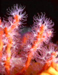 Il  corallo mediterraneo, Corallium rubrum