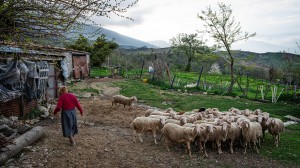 Provincia di Pescara, la pastora di Sala Vecchia, 2016 (ph. Mauro Vitale)