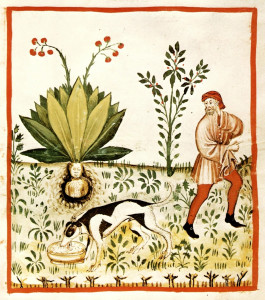 Mandragora officinarum, da Tacuinum sanitatis in medicina 1390