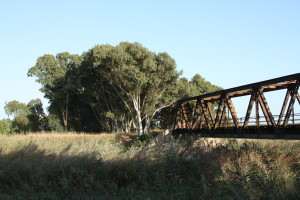 Il ponte di ferro che corre tra gli eucalipti, vicino Menfi (ph. Nino Giaramidaro) 