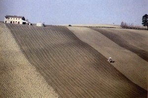 Una collina nel territorio di Osimo, anni 90