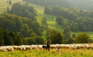 pastore-pastori-pecore