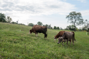 Mucche al pascolo a Gemona (ph. Graziano Soravito per Ecomuseo delle Acque del Gemonese)