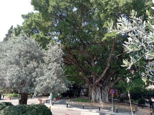 Alberi secolari davanti all'ingresso dell'università americana a Beirut (ph. Francesca Corrao)