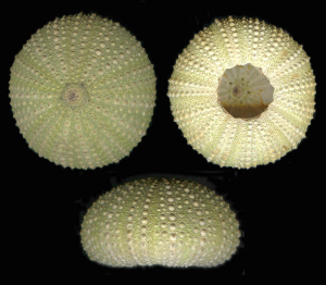  Esoscheletri di Paracentrotus lividus (da www.naturamediterraneo