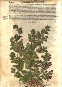 Ricettario botanico, scordio, Discorsi di P. Matthioli nel III lib. di Dioscoride.