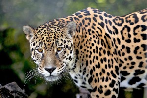 Jaguar-amazonien