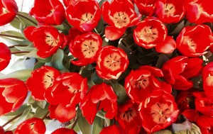 tulipani-a-nyc-foto-di-f-schiavo