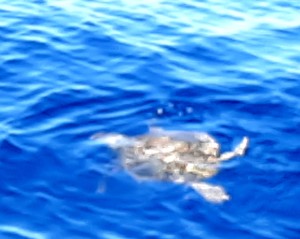 6-una-tartaruga-marina-caretta-caretta