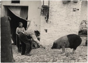 porco_santantonio_grottole_1952