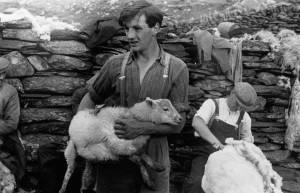 Grace Robertson, Sheep sharing in wales, Picture Post (1951), da Grace Robertson, Photojournalist Of The 50s. Picture Post Photographer, Virago Press, 1989