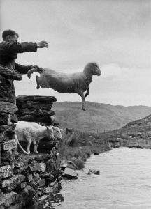 Grace Robertson, Sheep sharing in wales, Picture Post (1951), da Grace Robertson, Photojournalist Of The 50s. Picture Post Photographer, Virago Press, 1989
