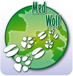 logo-medwolf-300