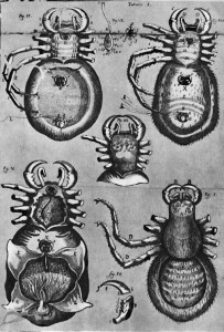 Tavole dell’anatomia della tarantola pugliese dall’opera del medico leccese Nicola Caputo. Immagini prelevate da “La terra del rimorso – contributo a una storia religiosa del Sud” di E. De Marino, Tavole (pp. 418-419).