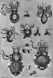 Tavole dell’anatomia della tarantola pugliese dall’opera del medico leccese Nicola Caputo (da La terra del rimorso – contributo a una storia religiosa del Sud, di E. De Martino)
