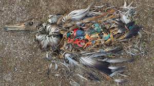 Chris Jordan, carcassa di uccello con rifiuti di plastiche