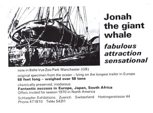 Locandina pubblicitaria, per l’esposizione di una balena gigante. Jonah / the giant / whale / fabulous / attraction / sensational now in Belle Vue Zoo Park Manchester (GB) original specimen from the ocean - lying on the longest trailer in Europe / 68 feet long / weighed over 58 tons chemically preserved, inodorous / Fantastic success in Europe, Japan, South Africa / Offers invited for season 1970 in North America Schlaepfer-Exibitions Zuerich Switzerland Hottingerstrasse 44 / Phone 471810 / Telex 54311 La balena gigante Goliath (nell’immagine si chiama invece Jonah) era un vero cetaceo, acquistato all’estero dall’impresario Giuseppe Erba, il quale per aggirare il divieto di importare in Italia animali morti aveva applicato all’interno del corpo una sorta di motore che ne simulava la vita. Cottino aveva acquistato l’attrazione in una fase successiva: ma quando gli pervenne da Israele la carcassa, quasi completamente distrutta a causa delle difficoltà del trasporto per mare, per poterla esporre con successo la fece ricostruire quasi completamente con materiale sintetico. Circa venti anni dopo, Cottino esibisce invece un esemplare di squalo.