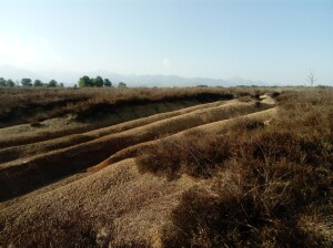 Zona aperta di baraggia nell'altipiano del Baraggione di Candelo. Si possono notare il brugo (la pianta più bassa), la molinia (più slanciata) e il terreno irregolare (ph. Mila Casali)