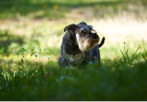 Uno schnauzer nano dell’allevamento da me visitato (foto per gentile concessione dell’allevamento “Stone Gray”).