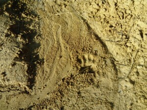 Tracce dell’abitare nell'altipiano del Baraggione di Candelo: 3.a L'impronta lasciata dal passaggio di un tasso (ph. Mila Casali)