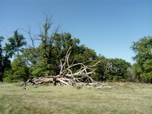 Alberi caduti nell'altipiano del Baraggione di Candelo. Non vengono rimossi, ma lasciati di proposito a terra (ph. Mila Casali)
