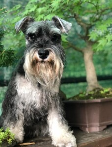 Susi, una Zwergschnauzer dell’allevamento, si mette in posa nel giardino (foto per gentile concessione dell’allevamento “Stone Gray”).