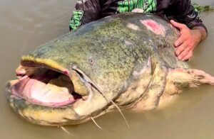 Il pesce Siluro