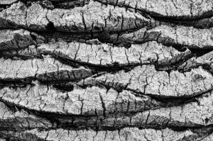 In Madre Albero (ph. Valeria Laudani)