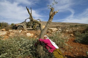 Mahfoza Oud, palestinese di 60 anni, piange e abbraccia il suo ulivo nel villaggio di Salem, in Cisgiordania, dopo che le forze israeliane lo hanno tagliato nel novembre 2005 (AFP))